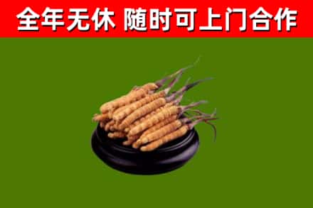 哈尔滨烟酒回收冬虫夏草.jpg